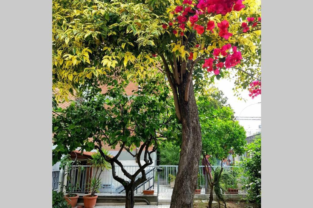 Bouganville House Trastevere * Roma